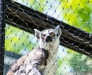 東山動物園の可愛い動物の写真を撮ります 可愛らしい動物の写真で癒されたい方へ イメージ1