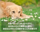 家族のように大切なペットの心の声を読み取ります アニマルコミュニケーションであなたとペットの気持ちを繋ぎます イメージ5