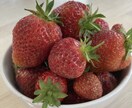 家庭菜園初心者さん向けアドバイスをします 小さな庭でも一緒に野菜づくり楽しみましょう！ イメージ5