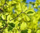 ココナラいのちの電話相談室あなたのSOS待ってます /ツラい/苦しい/逃げたい/怖い/不安/消えてしまいたい/ イメージ4
