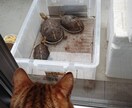 爬虫類、両生類の飼育方法を飼育員目線で教えます 生体が餌を食べない、大きくならないと感じたあなたへ！ イメージ4