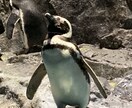 森のクマさんがあなたの愚痴を2倍聞きます 愚痴は甘えではありません。朝起きれない等、悪化する前にぜひ！ イメージ5