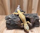 爬虫類コンサルタント承ります 爬虫類飼育の扉を開こう！！一緒に悩みましょう！ イメージ1