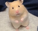 なんでもできませんがなんでもします 1週間白身が傍に寄り添います。 イメージ1