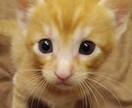 可愛い猫の写真よろしくおねがいします 可愛い猫の写真ですよろしくお願い致します イメージ8