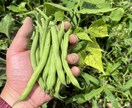 農薬等を使わない農法のご相談を承ります 水稲、小麦、野菜、鶏、日本ミツバチに取り組んでみませんか？ イメージ5