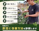 植物の写真から不調の原因と育て方を診断します 現役園芸店主が環境に合う改善方法を提案します イメージ2