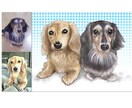 ペット肖像画【犬・猫さん全身】をお描きします 修正無制限で写真以上の存在感。A3額装配送・画像データ提供 イメージ9