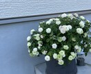 趣味の園芸のお話します 自分の可愛い植物の話をしたい！相談したい！という方大歓迎♡ イメージ1
