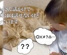 想いを形に、愛するペットのメモリアル動画ます 心に響く、優しい映像をお届け！！！ イメージ4