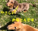 寂しい時、悲しい時、嬉しい時、なんでもお聴きします 話したい時はニコお母さんが待ってるよ イメージ2