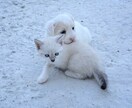 犬・猫のお世話！分からないところ教えます ご自身で飼うのが初めての方の疑問を解決します！ イメージ1