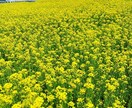 プチ看護師ならではの御意見or御相談が出来ます 〜たった5分でもそのモヤモヤした愚痴や悩みを聞きます^ ^〜 イメージ10