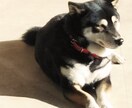 リピーター様向け　ペットちゃん鑑定承ります ペットちゃんへのご祈願、お呼び掛け、ご供養等を承ります。 イメージ1