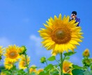 1000円2枚。イラスト、写真の背景透過処理します その後も貼り付け加工等も対応可能です！まずはご相談ください イメージ2