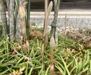 児童期の発達障害等に関する相談に心から寄り添います ASD/ADHD/特別支援学校/支援級/場面緘黙など イメージ8