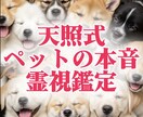 天照式霊視でペットの飼い主様への気持ちを占いします 何を考えているのかは気持ちの波動で繋がる未来へ イメージ1
