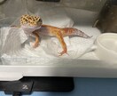 爬虫類愛、語りたい方。ひたすら聞きます 可愛がっているうちの子自慢でも大歓迎です。 イメージ4