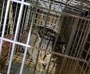 猫探偵のプロが迷子猫・脱走猫の相談に乗ります 猫探偵の捜索経験から、迷子猫・脱走猫のお悩みにお答えします イメージ1