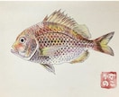 お魚のイラスト描きます どんな魚種もご相談ください！ポストカード販売もしています。 イメージ6