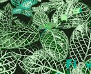商用利用可,植物や花のイラスト描きます 様々な植物に対応します！一度ご相談ください！！！ イメージ2