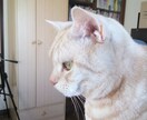 猫サロン。猫と遊んだり、猫との生活を色々知れます リモートでアメリカンショートヘアとひとときを過ごしませんか イメージ13