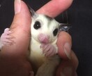 小動物の爪切りのコツ教えます 些細なことでもお気軽にご相談下さいね イメージ3