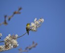 おこさまのキャリアについて、カウンセリングします キャリアデザインが必要な時代、小さいころから実践しよう！ イメージ1