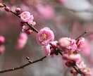 編集なしの物を提供します 自然の力だけで編集一切致しておりません。 イメージ6