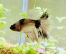 初めての熱帯魚飼育にお答えします お魚をお家で飼いたいけど困ってる方…お答えします！ イメージ1