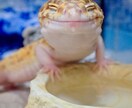 ペットのお話聞きます 皆さまのペット自慢聞かせてください♪ イメージ9