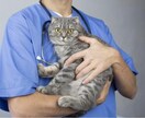 動物病院や犬猫に関する記事作成致します 動物病院に関することから犬猫の病気まで、幅広く対応致します イメージ1
