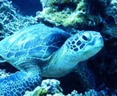 沖縄旅行プラン・旅のしおりを作成します 大人になっても遠足気分を味わいたい！ イメージ5