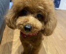 トイプードルのモデル写真・動画提供します 撮影シチュエーションご相談下さい イメージ2