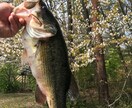 ブラックバスの釣り方ルアー選びお教えします まだ釣りを始めたばかりの方、小物しか釣れずにお悩みの方 イメージ2