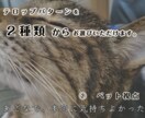 虹の橋を渡ったペット "想い出動画" つくります 「ありがとう。」　心に寄り添うナレーション。 イメージ7