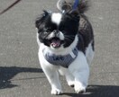 社会人の再入学、愛玩動物看護師を目指す人応援します 〜愛玩動物看護師から獣医学生になった27歳〜 イメージ1