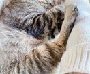 寝る前にちょこっとだけ♪おしゃべりします 寝る前に♪晩酌相手をちょこっと♪疲れた人もそうでない人も♪ イメージ1