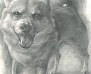 写真を元に、ペットちゃんを鉛筆で細密デッサンします リアル鉛筆画・ペットアート・原画郵送・インテリア・贈り物 イメージ2