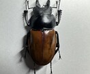 昆虫標本の作成を代行します 屋号名: BOOM INSECT イメージ6