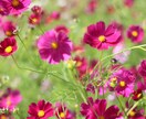 HSP/エンパス あなたの気質と対処法を伝えます 理解されない、一人で抱え込んできた生きづらさを強みに変えます イメージ1