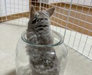 現役ペットショップ店員がお悩みの相談のります 病院に行くほどじゃないお悩みに答えます※小動物も可 イメージ3