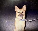 この子を家族に迎えて大丈夫？☘ご縁と時期を占います 犬猫ほかペット全般｜女性専用・最短5分から承ります イメージ7