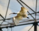 写真データ販売致します 鳥など自然を撮っております。色々な写真があります。 イメージ8