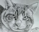 鉛筆画で人・猫・犬のリアルな似顔絵の制作致します 完成の絵を確認しての購入なので安心下さい！キャンセルも無料。 イメージ8