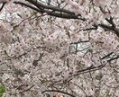 あなた様のお悩みをを占います 辛いお気持ちに寄り添うことができれば幸いです イメージ1