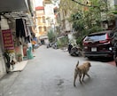 ベトナム旅行お手伝いします ベトナムに住んでいます！現地からお手伝いします◎ イメージ4