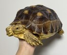 哺乳類・爬虫類・鳥類・両生類・奇蟲飼育相談乗ります 自宅で飼育している生体の飼育方法等相談乗ります イメージ7