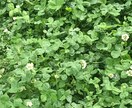 植物をヒーリングします 植物の気持ちを知りませんか?リーディング・ヒーリングします イメージ1