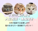 3匹の猫が三者三様の視点でお悩み相談に乗ります 甘々の弟、知的な兄、武士な猫。3匹の視点で心を軽くするニャ イメージ1